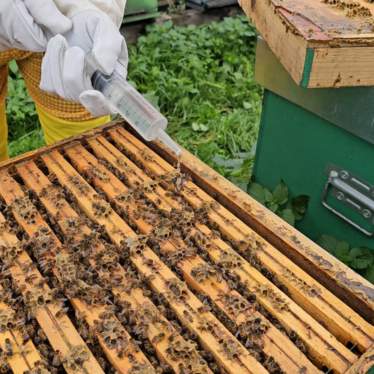 Come riconoscere e controllare la Varroa