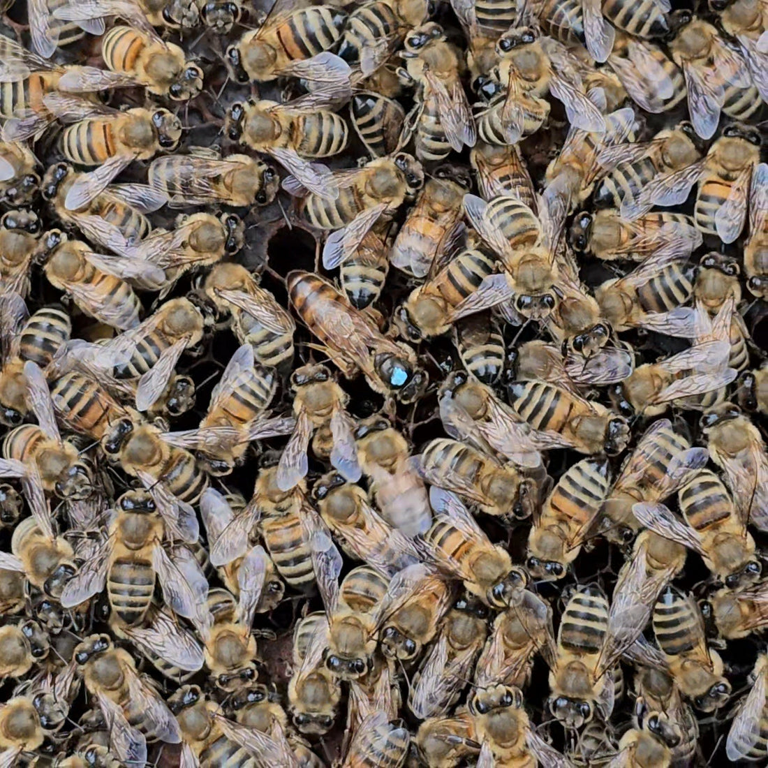 Come prevenire e gestire la sciamatura