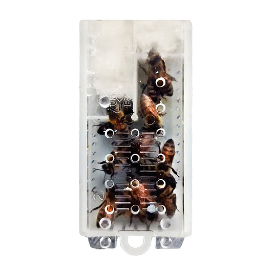 Ape Regina Feconda 2026